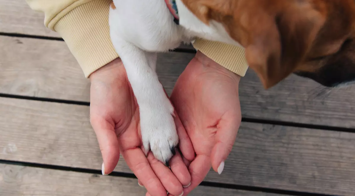 O femeie care ține laba unui câine pe palmele ei