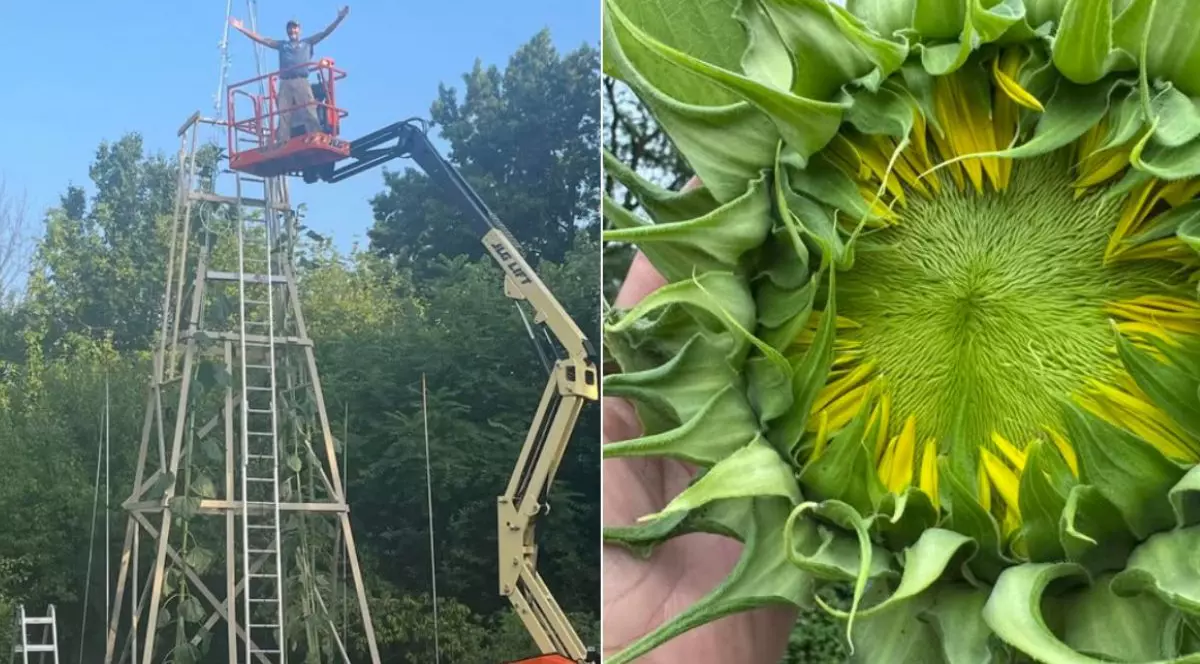 Colaj cu Alex Babich, in stanga, urcat cu o macara sa construiasca o sustinere pentru cea mai mare Floarea Soarelui din lume, în dreapta Floarea Soarelui record, numita Trifoi, inainte sa infloreasca