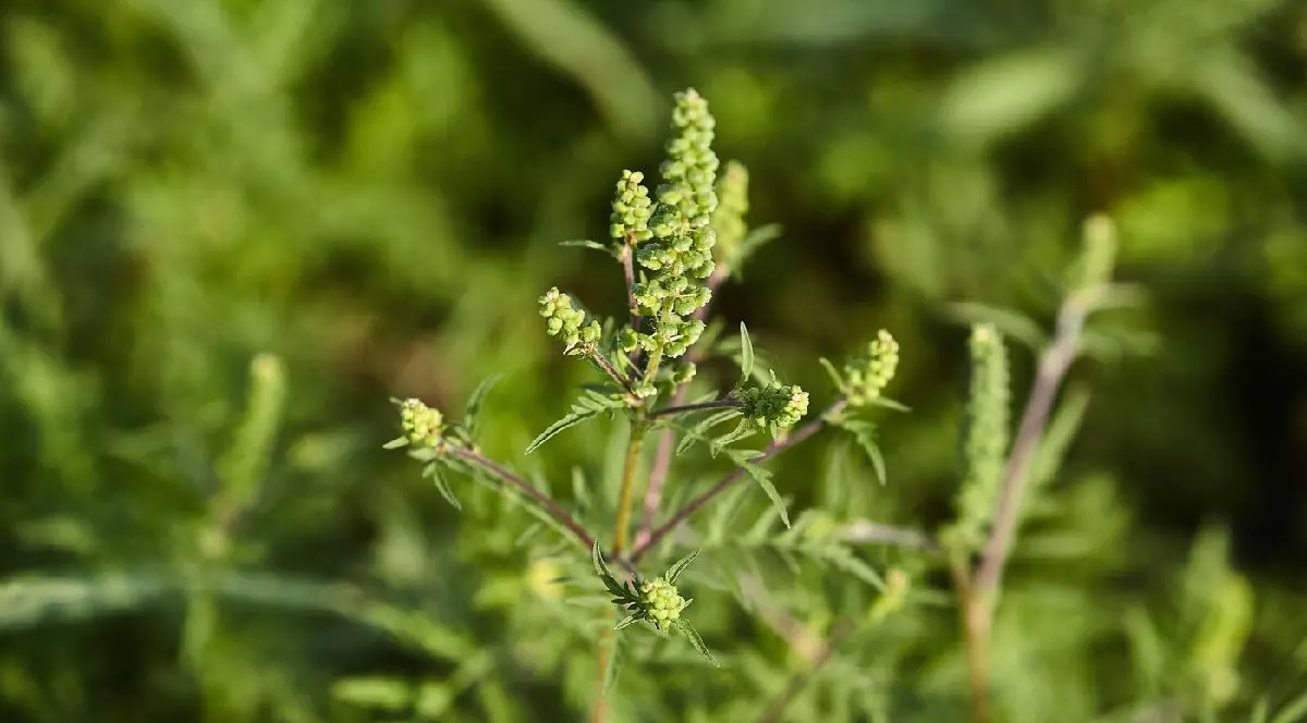 Ambrozia, plantă foarte alergigenă care eliberează polen la sfârșitul lunii august, provocând alergii.