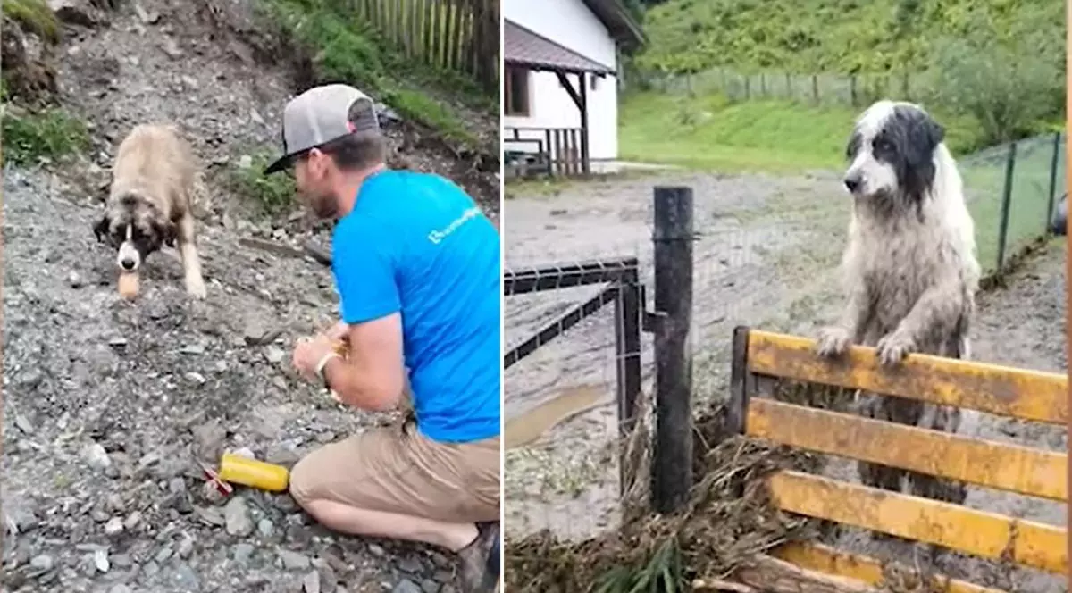 colaj foto format din 2 fotografii: fotografia din stânga arată un tânăr, îmbrăcat într-un tricou albastru cu pantaloni kaki, hrănind mai mulți câini cu un baton de carne, iar fotografia din dreapta arată un câine ciobănesc, înconjurat de noroi și ape, stând în două labe și sprijinindu-se de un gard cu labele din față