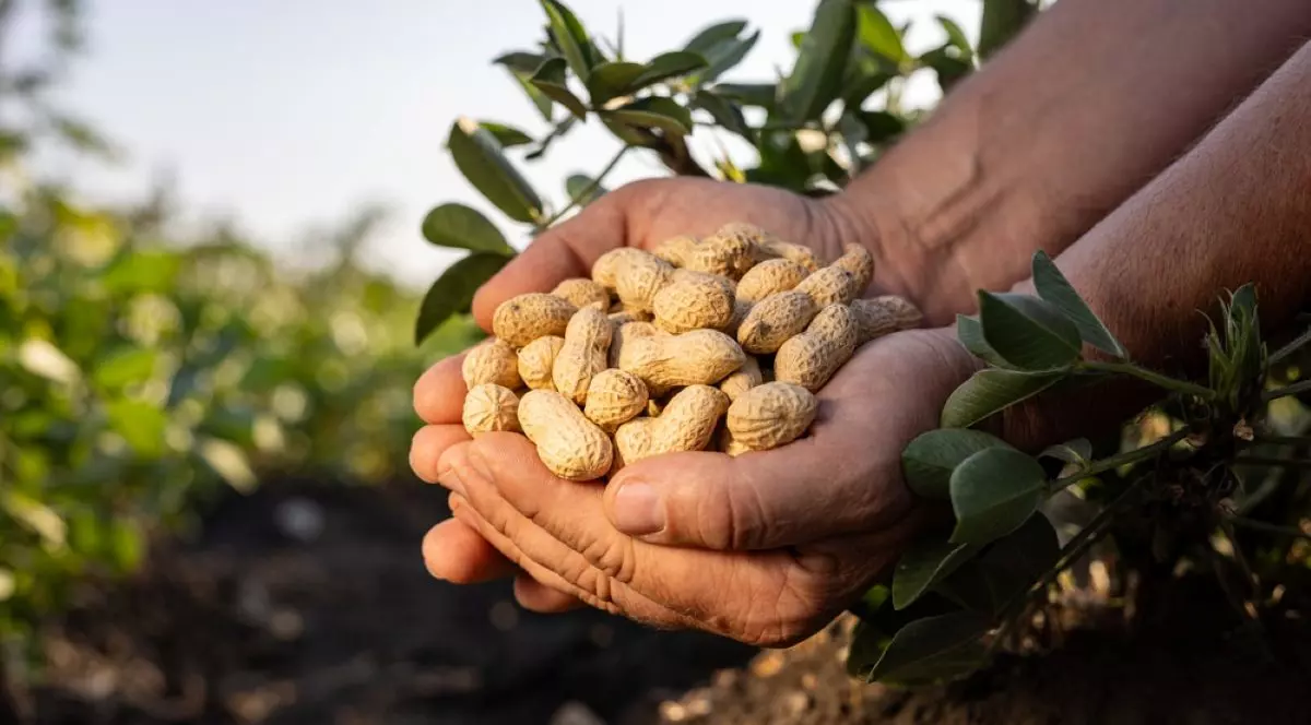 Arahide - plantare, îngrijire, beneficii. Cum se consumă alunele de pământ