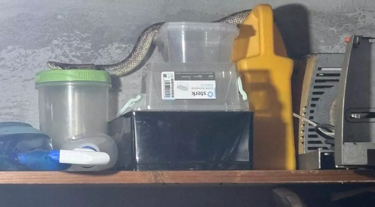 Imagine cu balaurul dobrogean găsit de oamenii legii într-o casă din satul 2 Mai, Mangalia. Reptila se află pe mai multe recipiente aflate pe un raft