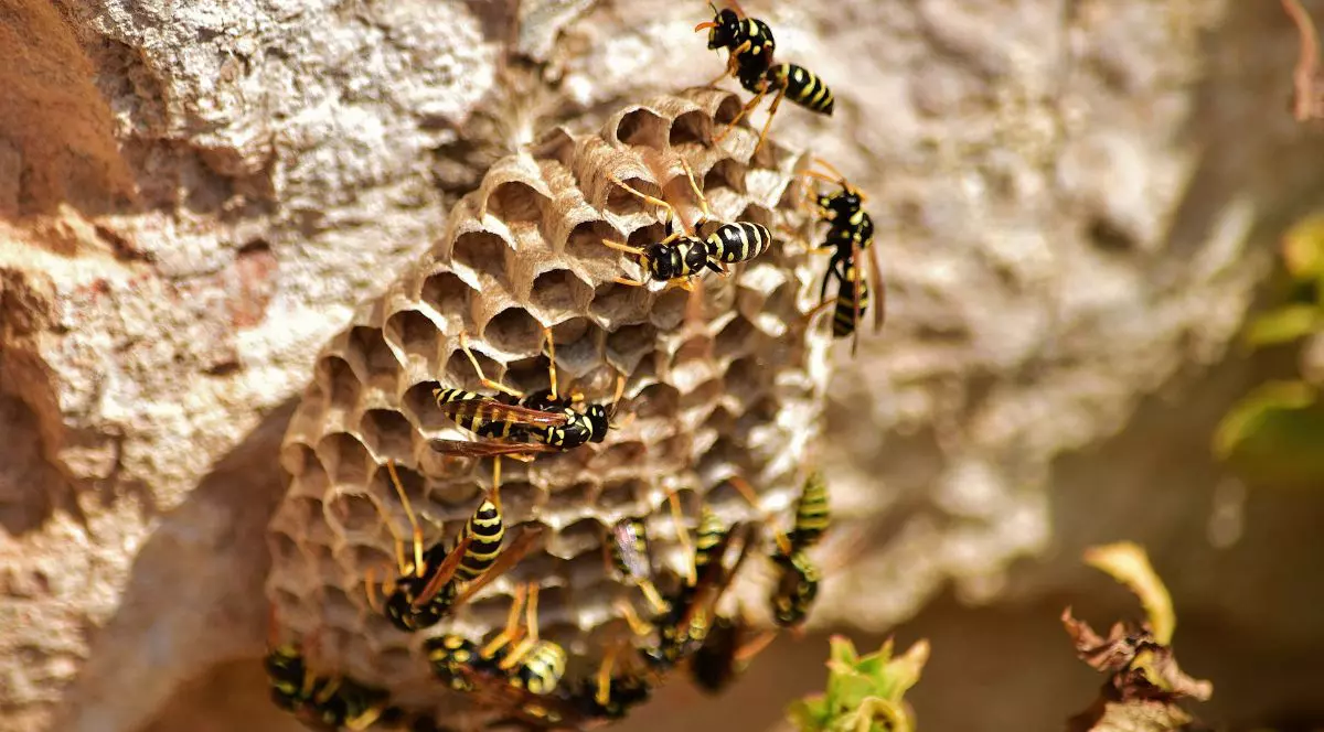 cuib de viespi, agățat de un perete de piatră