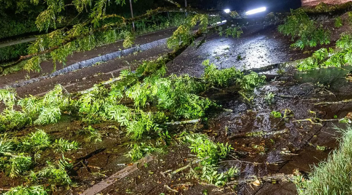 mai mulți copaci care au căzut în urma unei furtuni
