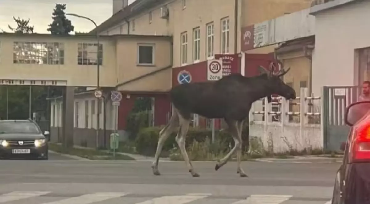 Elanul Emil a paralizat traficul feroviar timp de 4 ore, în Austria. Fanii i-au făcut o pagină de Facebook: „Lăsați-l în pace”