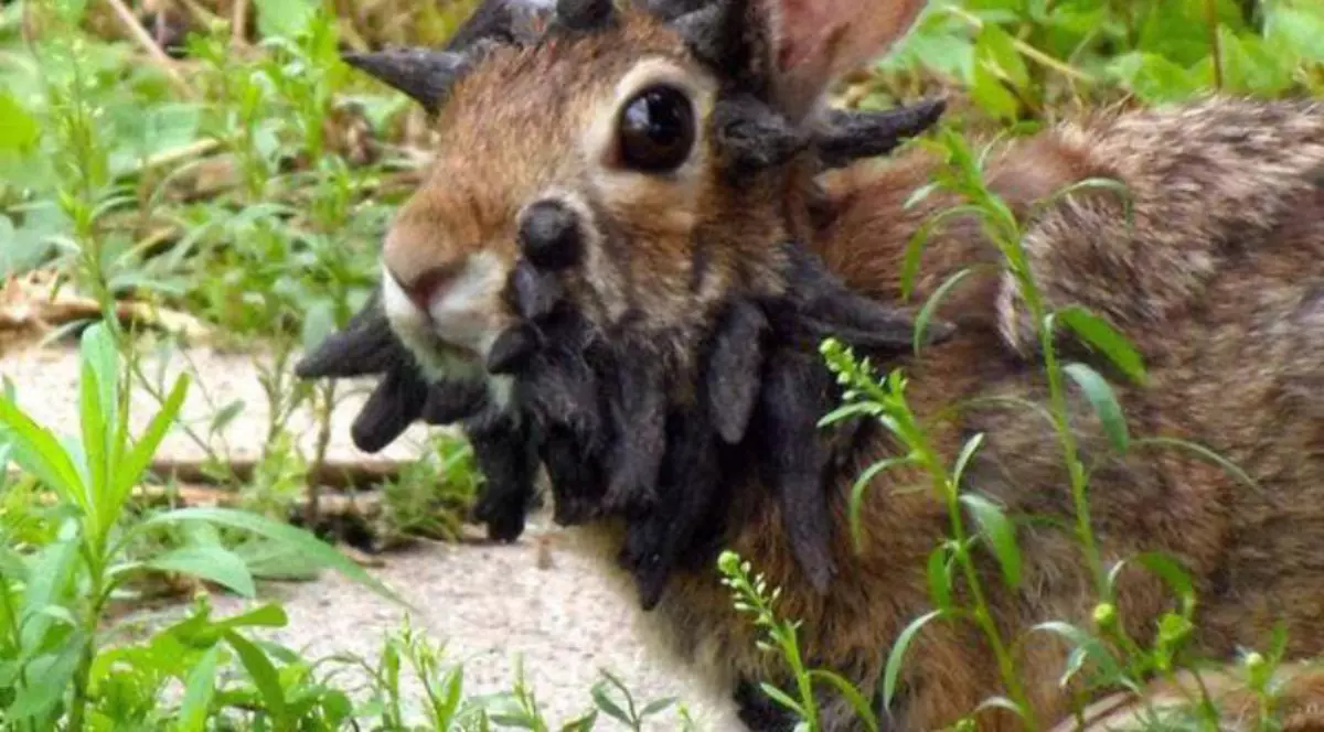 iepuraș „demon„ din SUA