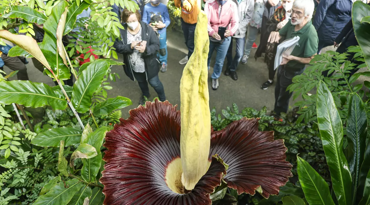 A înflorit planta cu miros de cadavru pentru prima dată în 4 ani, în Varșovia. Oamenii se înghesuie să o vadă și să o fotografieze