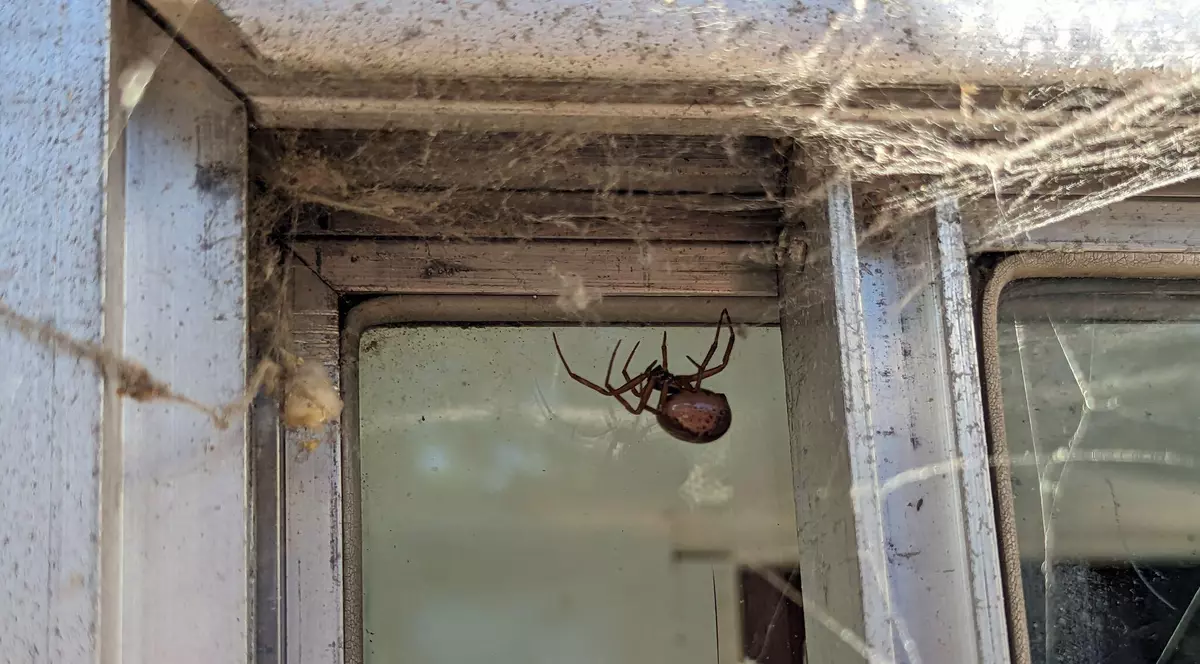 Cei mai periculo&#537;i p&#259;ianjeni sunt &bdquo;&icirc;nfometa&#539;i s&#259;-&#537;i g&#259;seasc&#259; parteneri ca s&#259; fac&#259; dragoste&rdquo;. Expert britanic: &bdquo;August, perioada &icirc;n care v&#259;duva fals&#259; devine activ&#259;&rdquo;