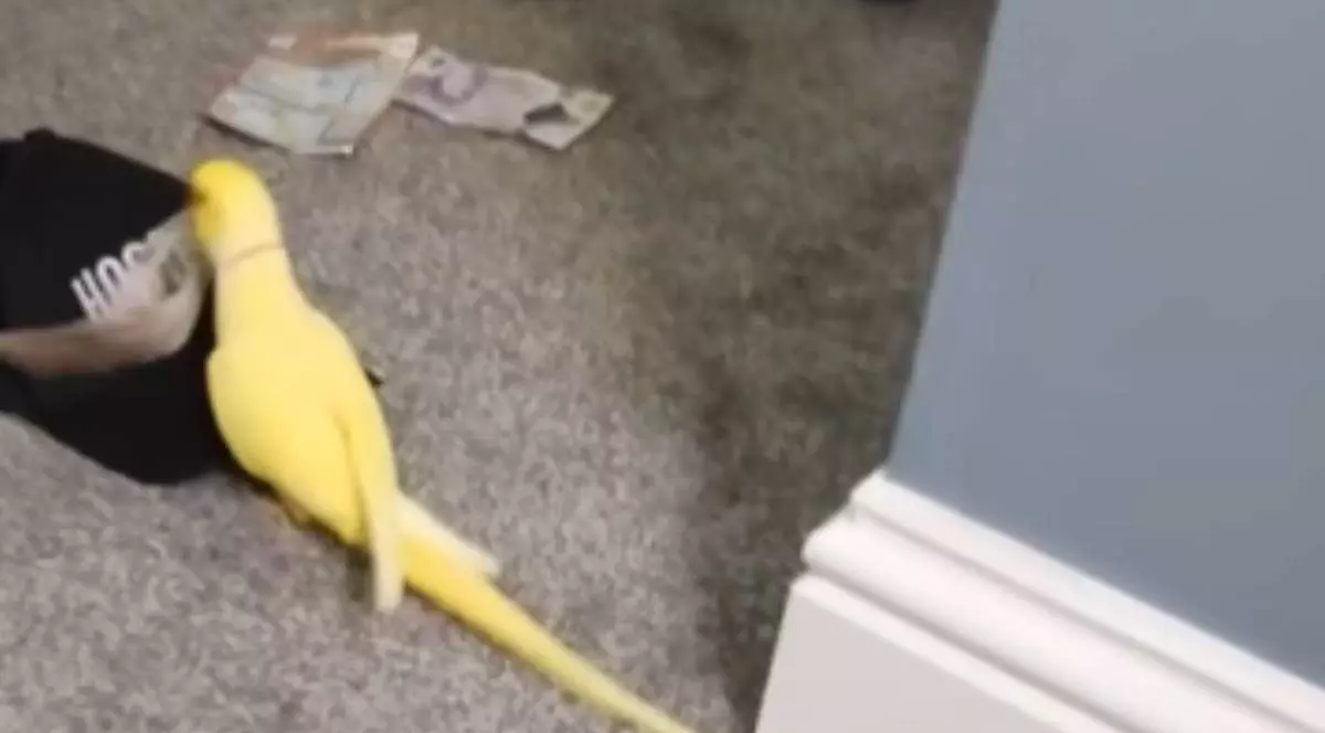 Papagalul Mango surprins în timp ce se joacă cu o bancnotă, pe podea. Lângă pasăre se află o șapcă neagră și alte două bancnote