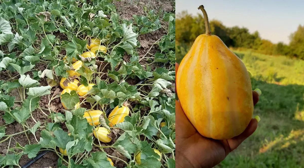 Vrejuri in care sunt ascunși pepeni galbeni/ Un pepene tinut in mana de o femeie