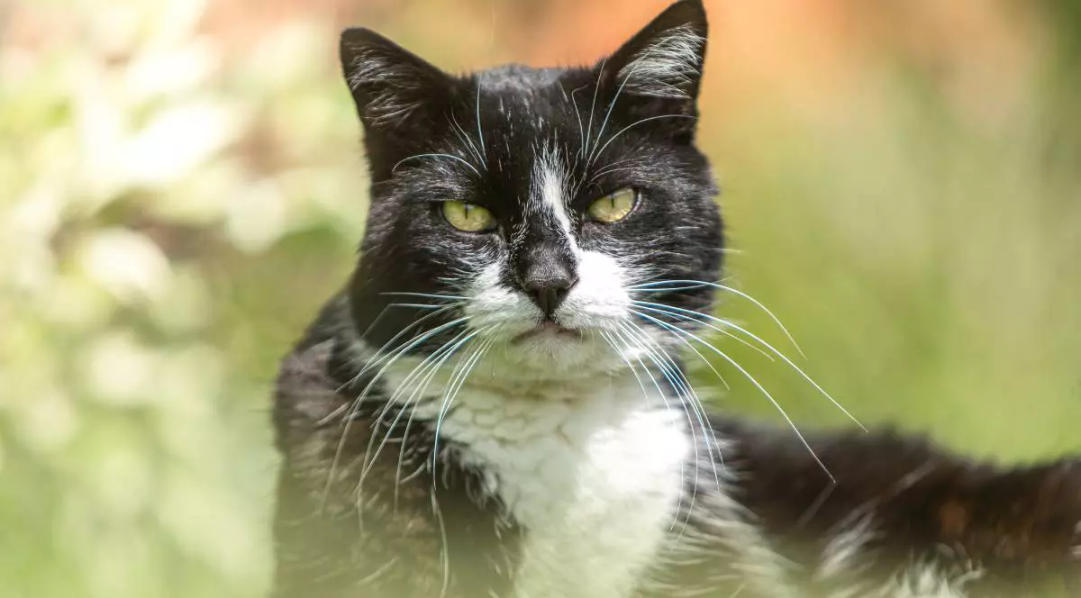 O pisică cu blană alb - negru care stă întinsă în iarbă, are ochii verzi și privește direct în aparatul foto