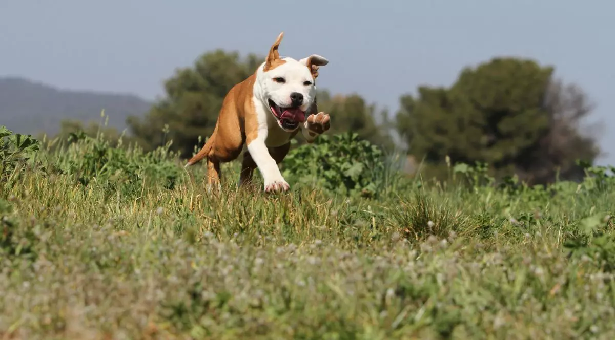 Un câine din rasa Amstaff, maro cu alb, aleargă pe un câmp