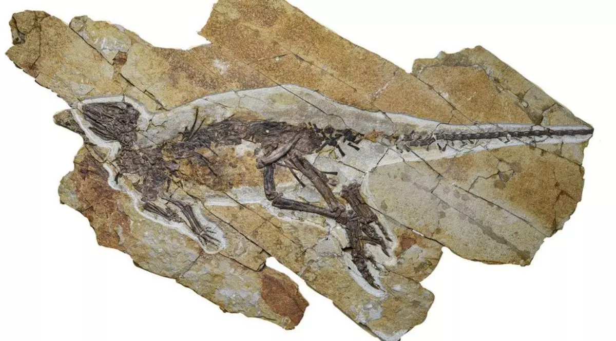 Fosila veche de 163 de milioane de ani cu Pulaosaurus, un dinozaur de aproximativ 60 de centimetri lungime