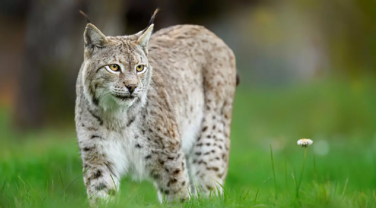 Un râs care pășește printr-un câmp verde, privind atent spre împrejurimi.