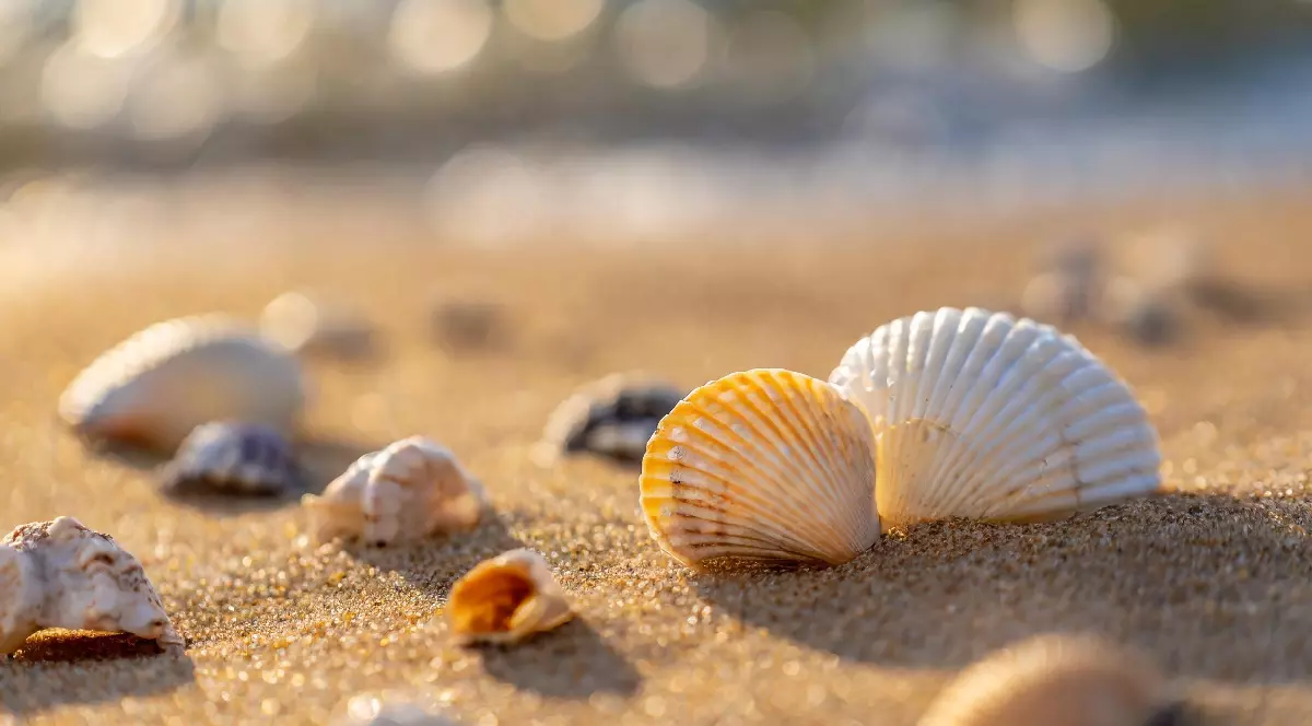 Diverse scoici de diferite dimensiuni nisipul fin al unei plaje