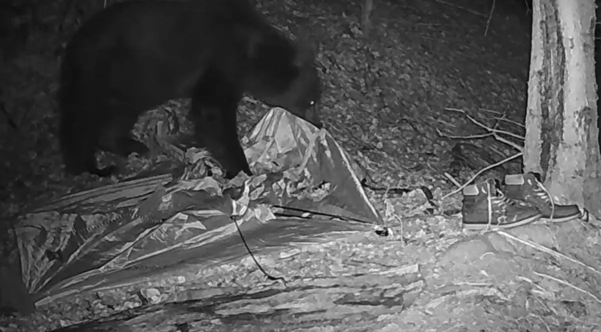 Un urs brun în timp ce stă cu labele pe un cort gol, îl rupe cu dinții și caută mâncare