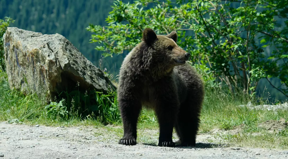 Un urs pe șosea
