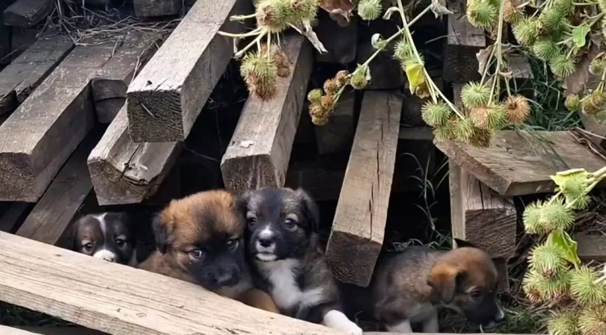 Măcelul mut al câinilor din Măgurele, Ilfov: „Poliția Animalelor, Protecția Animalelor te dau așa, de la unul la altul”