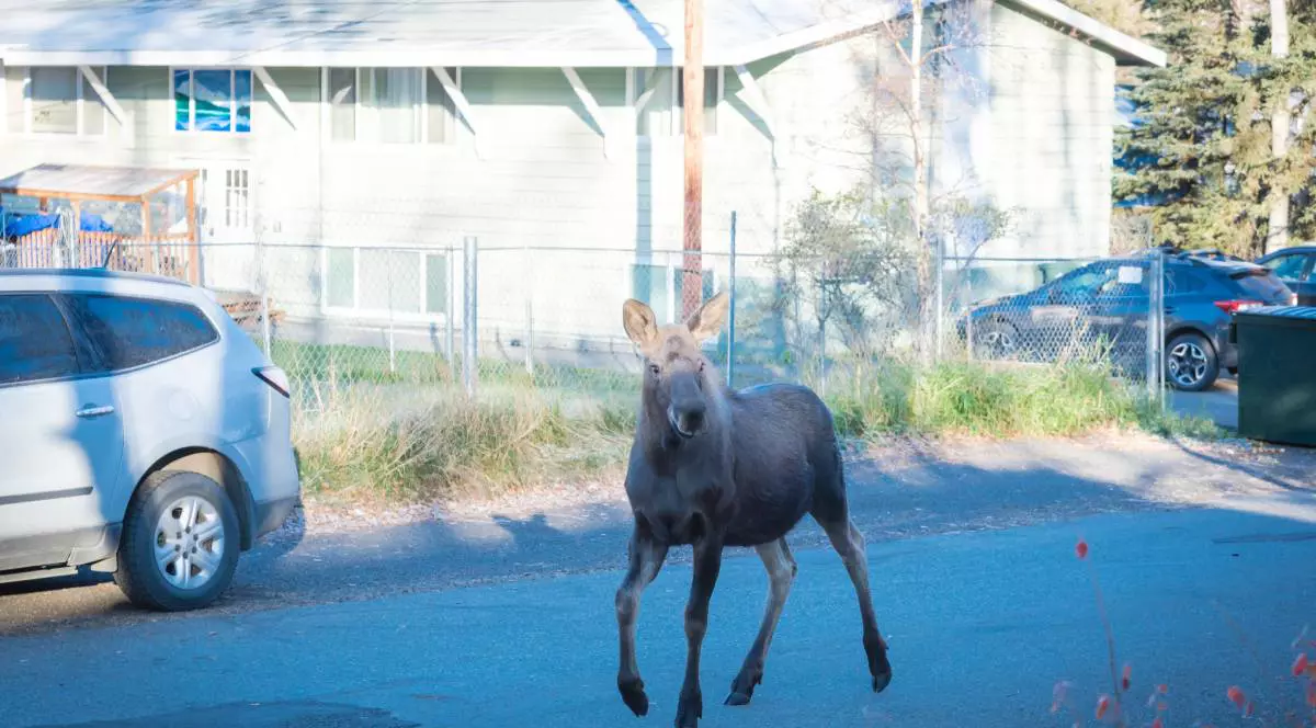Un elan care stă în mijlocul străzii, într-un cartier rezidențial din Austria