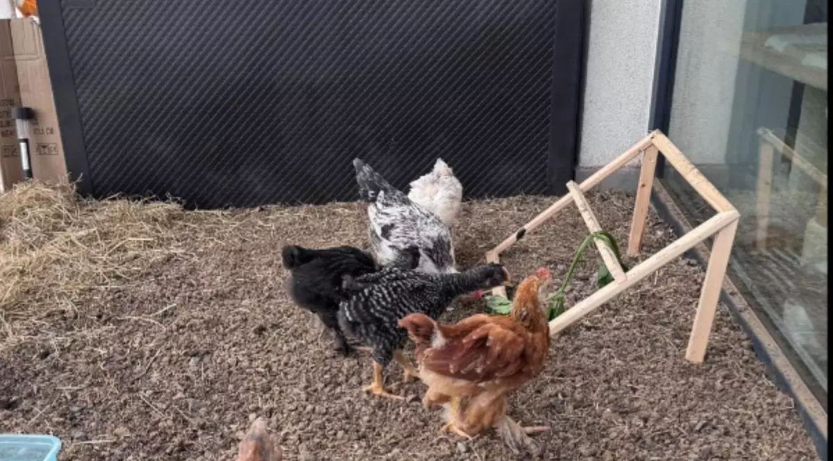 Trei gaini, una maro, una neagra si a treia alba, libere intr-un balcon amenajat cu paie