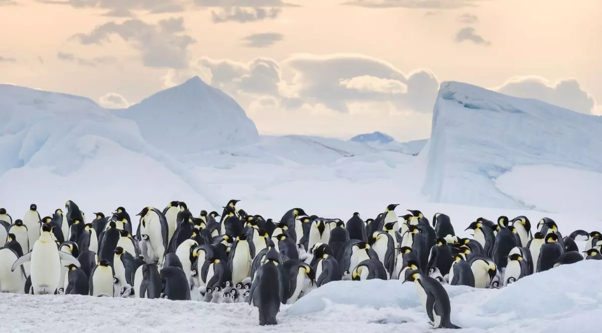 O colonie de pinguini imperiali stă pe un mal închețat din Antarctica, martie 2017