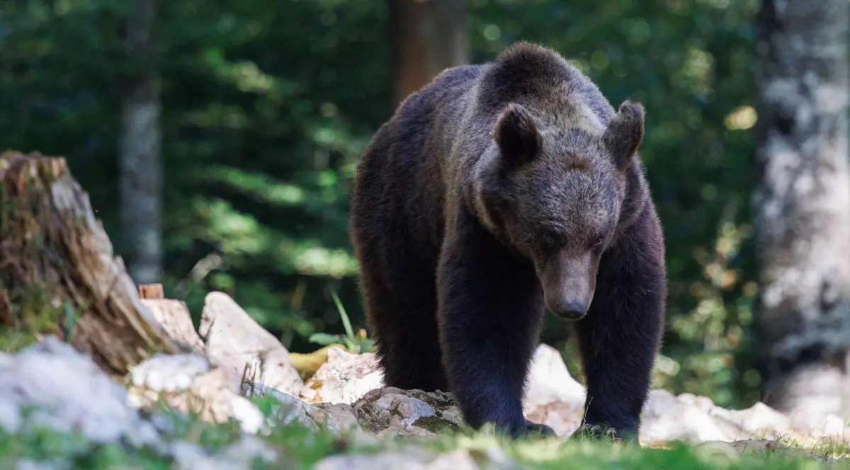 Un urs brun merge printr-o pădure din Slovenia, august 2025