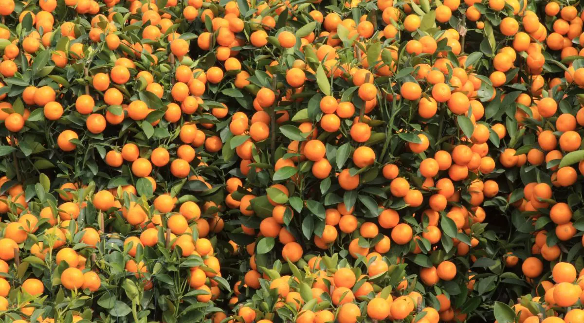 Pomi plini cu mandarine coapte, de culoare portocalie, în prim plan