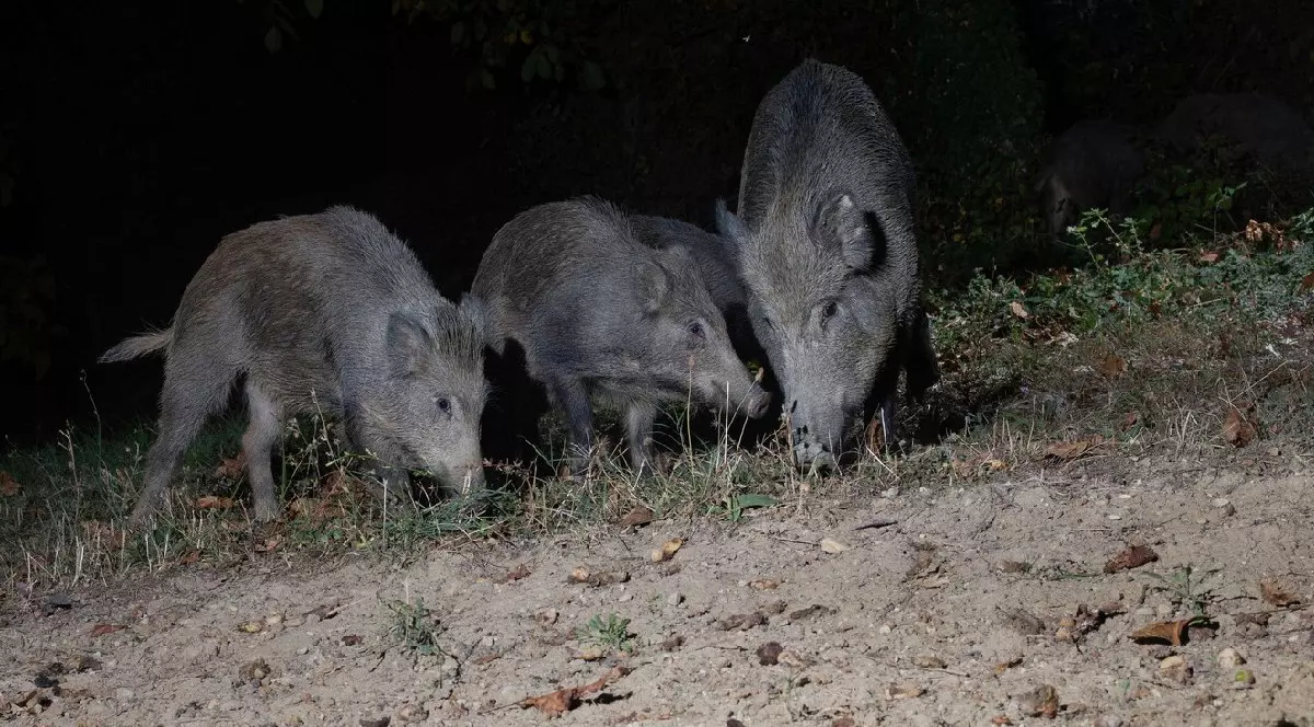 Grup de trei porci mistreți, noaptea