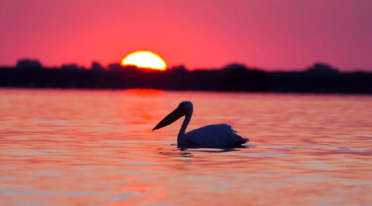 Pelicanul alb mare Pelecanus onocrotalus, adult înotând la răsăritul soarelui, Delta Dunării, România, iunie 2025