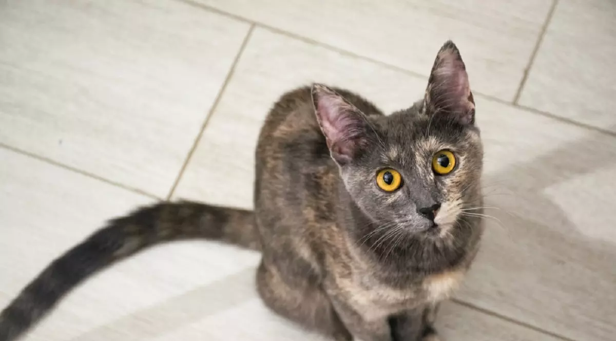 Pisică transilvăneană, cu ochi de culoarea chihlimbarului și expresie curioasă