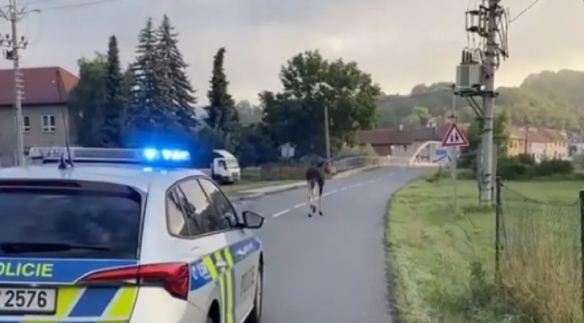 Lukáš, un alt elan care face furori, observat în Cehia. Epopeea lui Emil prin Austria tocmai se terminase
