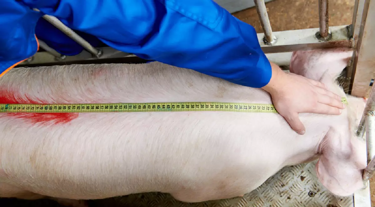 Cum afli greutatea porcului fără să-l cântăreşti - Imagine cu un medic veterinar care măsoară lungimea unui porc cu o ruletă.