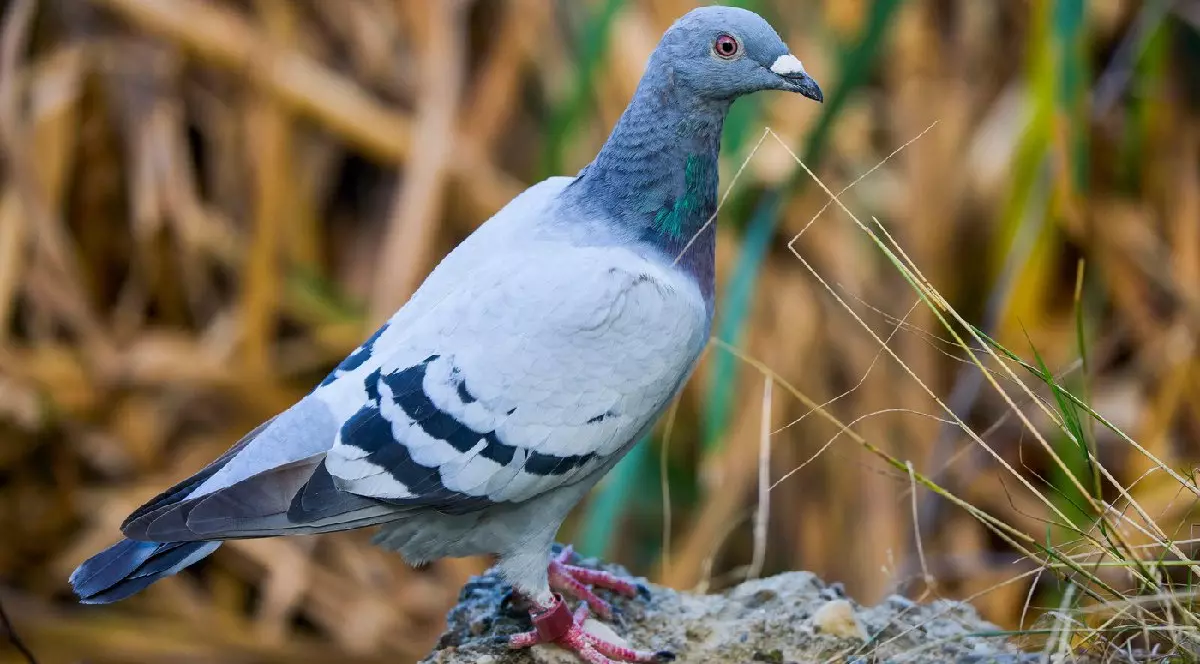 Un porumbel de curse odihnindu-se după ce a zburat o distanță lungă