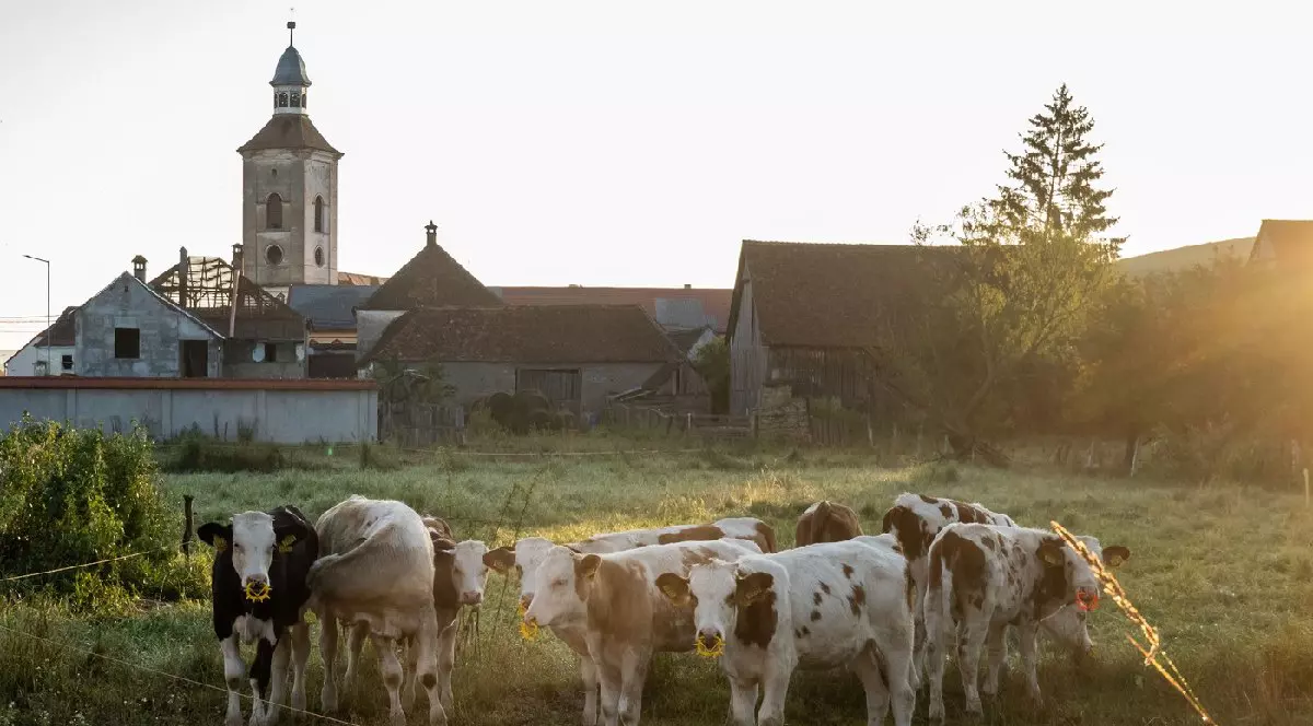 2 august 2025, Mercheasa, România: Vacile pasc dimineața devreme. Turnul bisericii evanghelice fortificate din satul Mercheasa (Streitfort în germană, Mirkvasar în maghiară) este un punct de reper dominant în tot satul din Transilvania