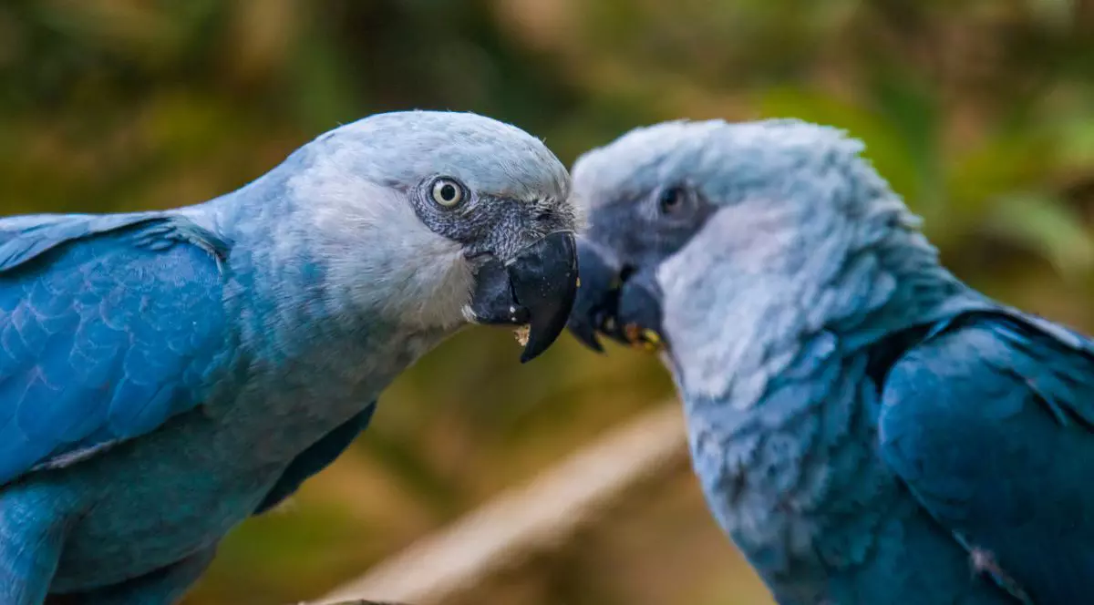 Doi papagali albastri Spix’s macaw ,o specie de papagal originară din Brazilia. Este un papagal de mărime medie. IUCN consideră că ara lui Spix este probabil dispărută din sălbăticie. Ultima sa adăpost cunoscut în sălbăticie a fost în Brazilia.
