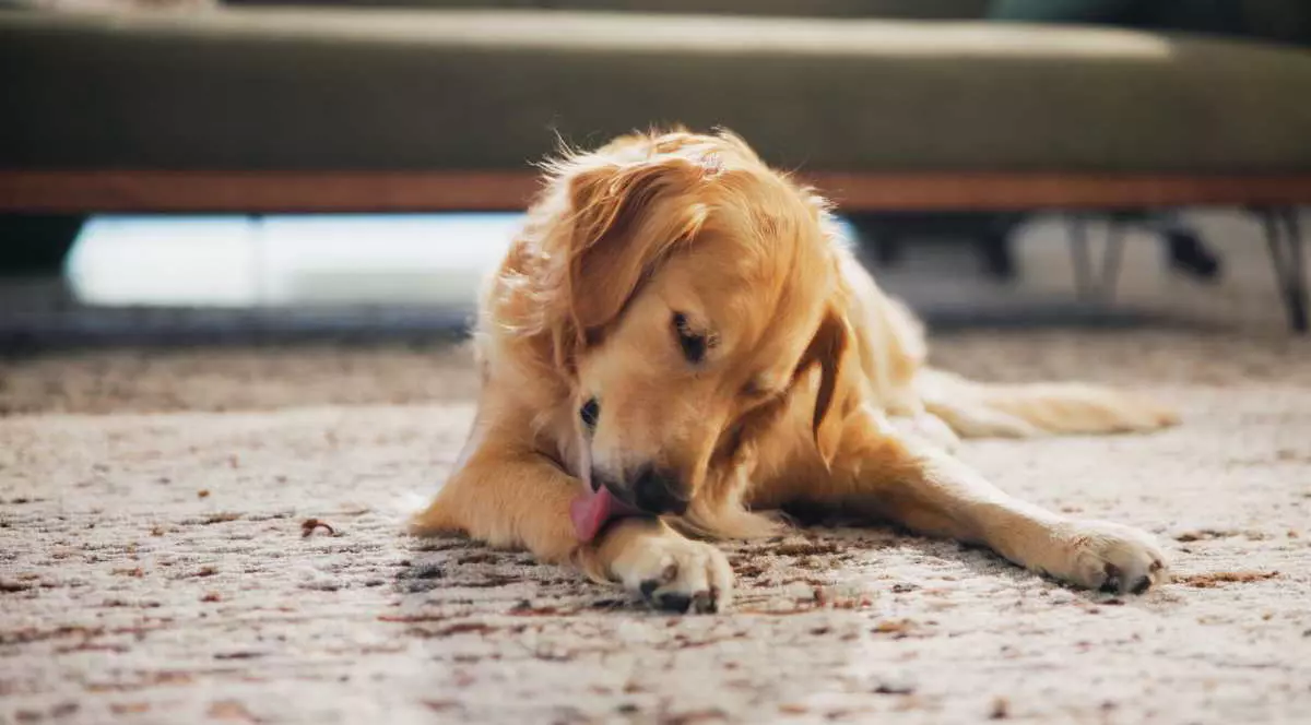 Un câine își linge lăbuța în casă, pe covor