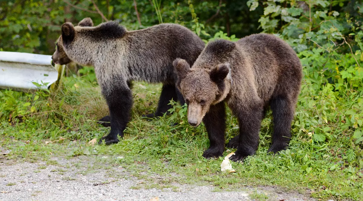 Imaginea arată doi urși tineri, cu blană de culoare maro, care se află pe marginea unui drum. Amândoi par să mănânce ceva de pe jos. Ursul din stânga este parțial întors, cu fața spre o zonă cu vegetație abundentă. Ursul din dreapta este aplecat și privește în jos, având în față un obiect de culoare deschisă pe care pare să-l consume. În spatele lor se află o zonă împădurită.