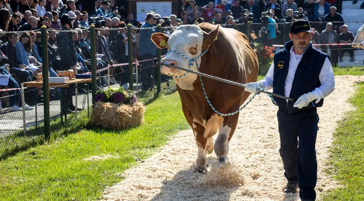 Un bărbat îmbrăcat în cămașă albă, pantaloni, vestă și șapcă bleumarin, ține de funie o vacă alb și maro și o prezintă publicului.