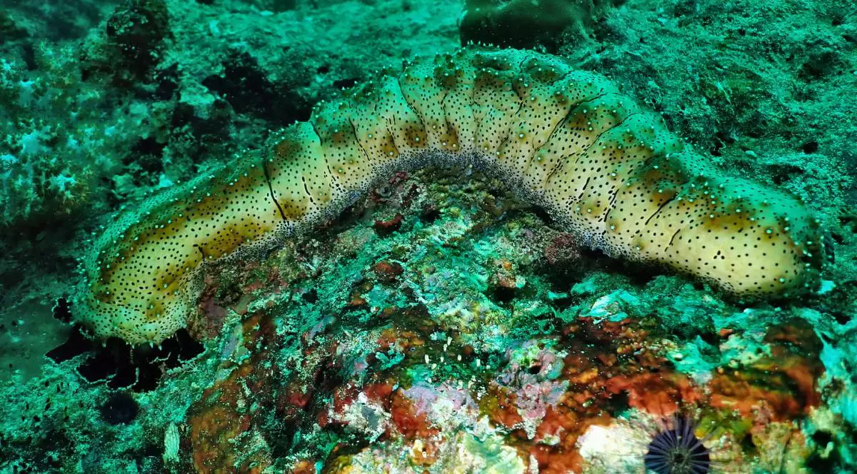 Vegetație, nisip, viermi și peștișori pe fundul Oceanului Pacific