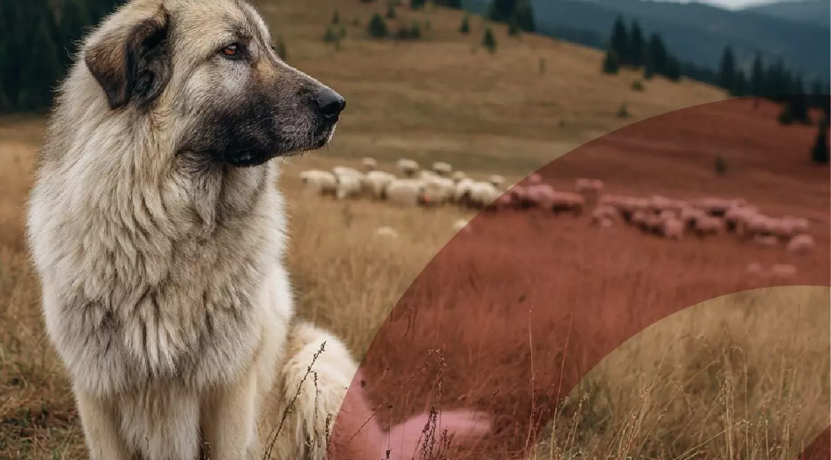 Câinii din rase agresive, interziși la Miercurea Ciuc. Foto Facebook Attila Korodi