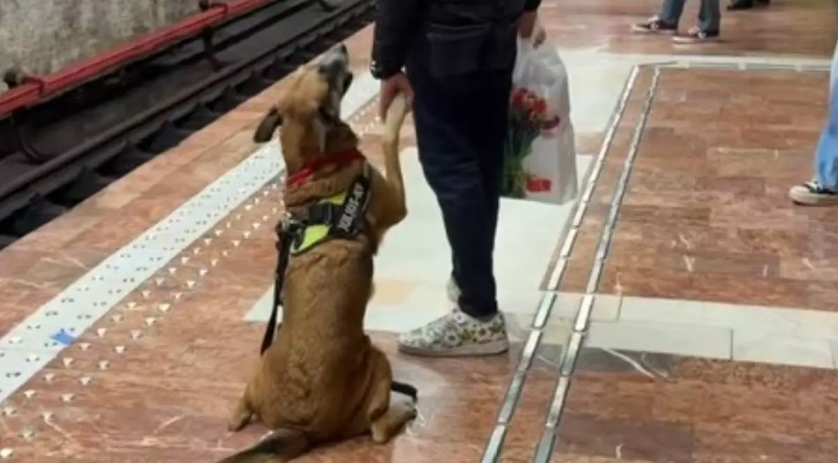Un cățel Ciobănesc German, în timp ce stă jos și își ține stăpânul de mână, pe peronul unei stații de metrou din București