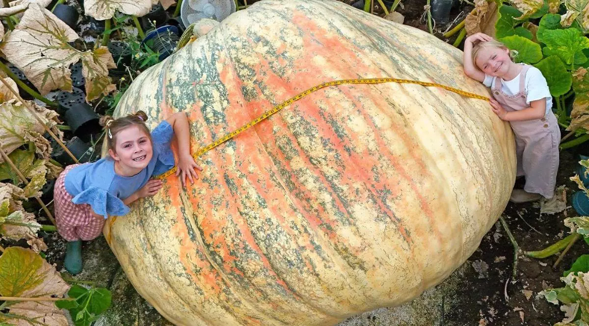 Martha Syrett, în vârstă de 7 ani, și Etta Syrett, în vârstă de 4 ani, măsoară unul dintre dovlecii uriași ai lui Ian Paton la pepiniera Pinetops din Lymington, Hants. Dovleacul gigant a devenit cel mai mare din lume in octombrie 2025