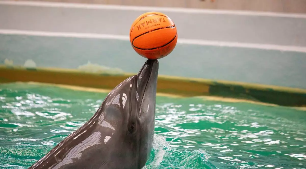 Un delfin este în apă și ține o minge portocalie de baschet în bot