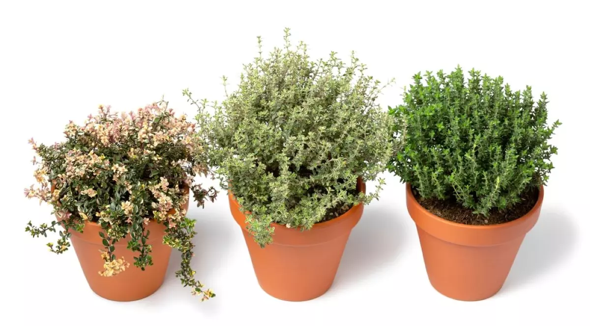 Care este diferenţa dintre cimbru și cimbrișor