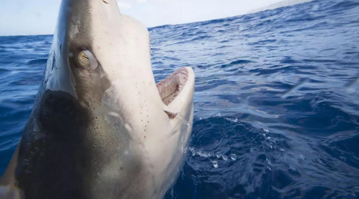 U rechin de Galapagos iese din apă cu gura larg căscată, martie 2008