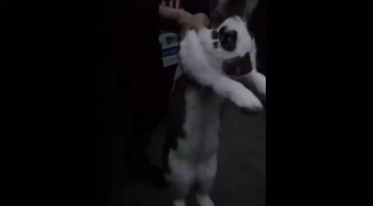 Iepure prins de jandarmi în Galați