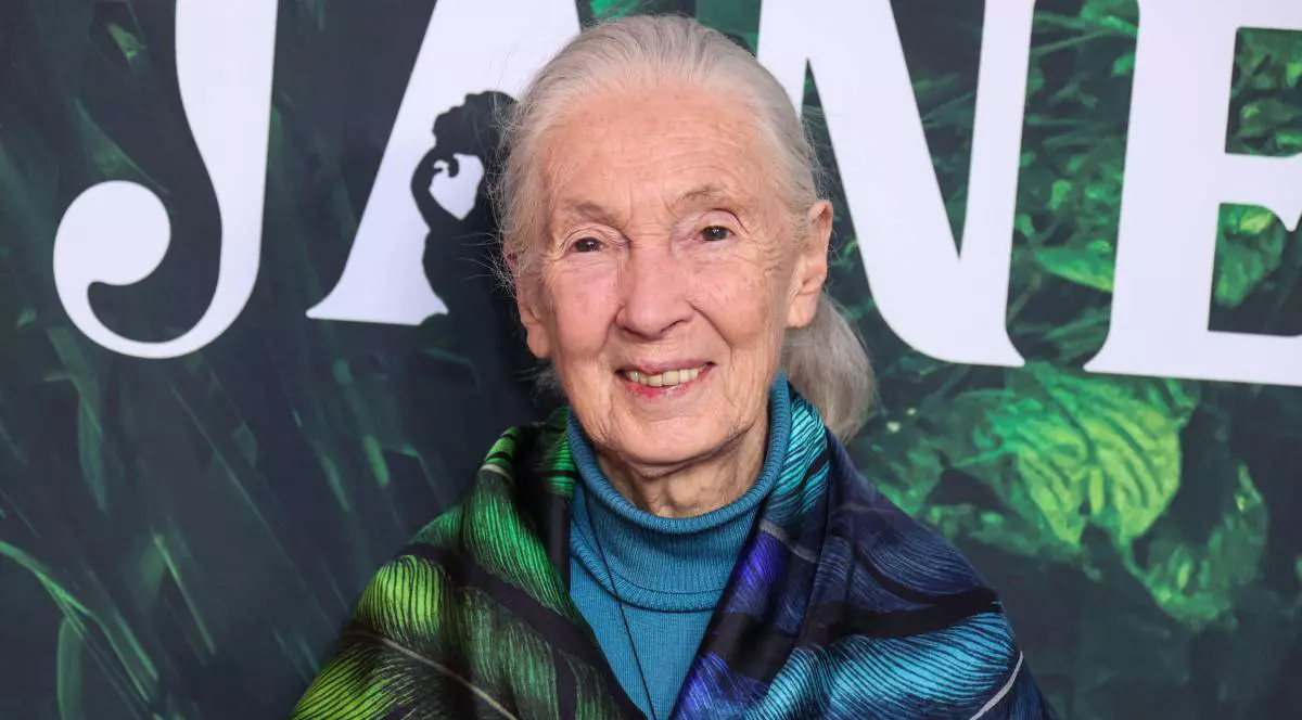 Dame Jane Goodall DBE, pionieră în studiul cimpanzeilor, surprinsa in timp ce zambeste la premiera de la Los Angeles a serialului original Apple TV+ „Jane”, sezonul 1, care a avut loc la Centrul de Știință din California din Exposition Park, pe 14 aprilie 2023, în Los Angeles, California, Statele Unite.