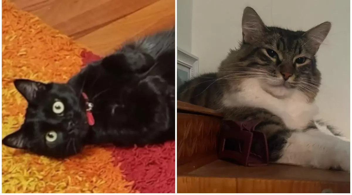 O pisică neagră în partea stângă, care stă întinsă pe jos, iar în partea dreaptă un motan alb cu maro, care privește spre cameră