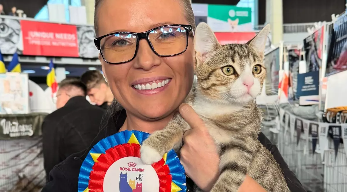 Trei pisici din România, desemnate cele mai frumoase din lume în 2025. Povestea lui Spark, care a concurat la categoria „Pisici de casă”