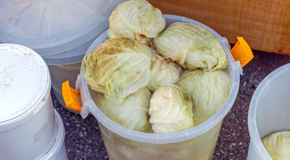 Varză murată într-un butoi alb, cu mânere portocalii, și alte butoaie albe în jur